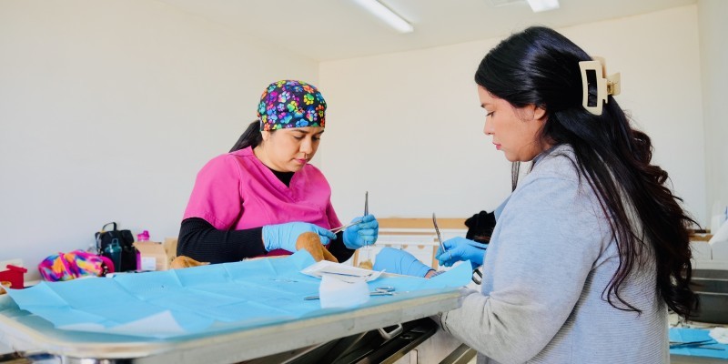 Llaman a esterilizar mascotas en jornada de Salud Pública